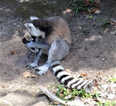 Lemur