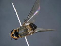 Chlorops