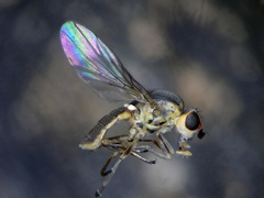 Chlorops
