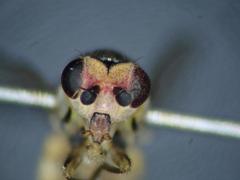 Chlorops