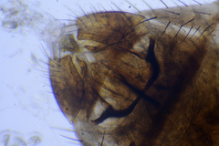Chlorops