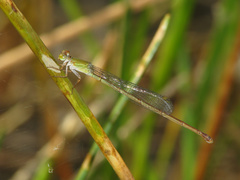 Ceriagrion aeruginosum