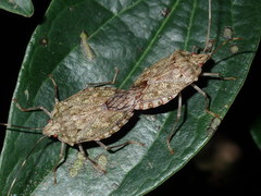 Bathrus variegatus