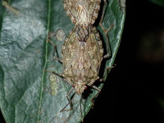 Bathrus variegatus