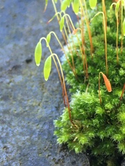 Ptychostomum capillare