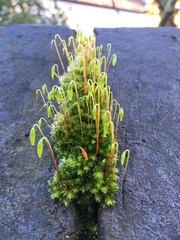 Ptychostomum capillare