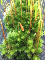 Ptychostomum capillare