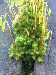 Ptychostomum capillare