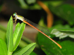 Ceriagrion aeruginosum