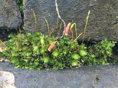 Ptychostomum capillare