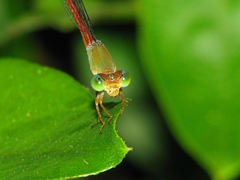 Ceriagrion aeruginosum