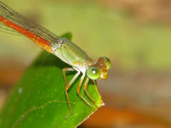 Ceriagrion aeruginosum