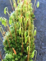 Ptychostomum capillare