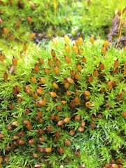 Orthotrichum anomalum