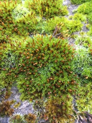 Orthotrichum anomalum