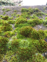 Orthotrichum anomalum