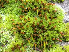 Orthotrichum anomalum