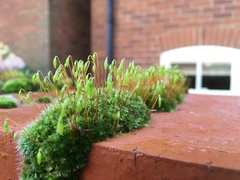 Ptychostomum capillare