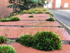 Ptychostomum capillare