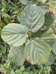 Ficus auriculata