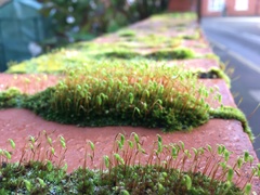 Ptychostomum capillare