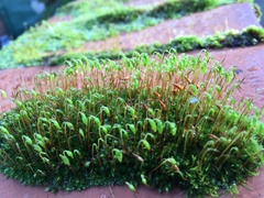 Ptychostomum capillare