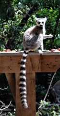 Lemur