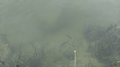 Hampala macrolepidota