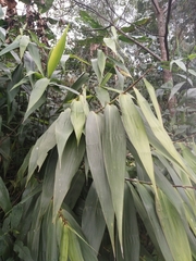 Thysanolaena