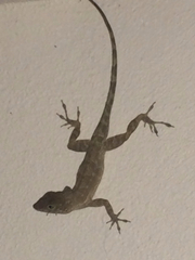 Anolis cristatellus cristatellus
