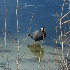 Fulica atra