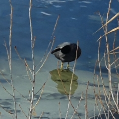 Fulica atra