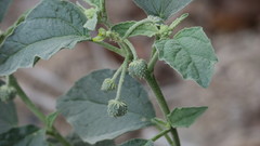 Chrozophora oblongifolia