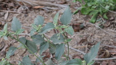 Chrozophora oblongifolia