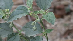 Chrozophora oblongifolia