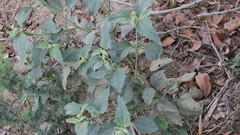 Chrozophora oblongifolia