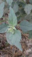 Chrozophora oblongifolia