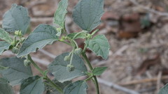 Chrozophora oblongifolia