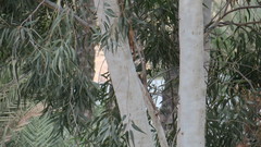 Eucalyptus camaldulensis
