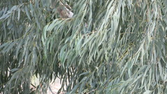 Eucalyptus camaldulensis