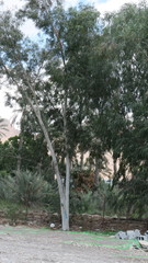 Eucalyptus camaldulensis