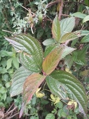 Viburnum erubescens