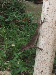 Anolis cristatellus cristatellus