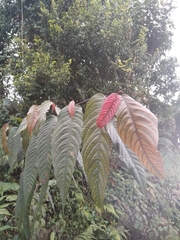 Ficus semicordata