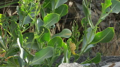 Physorhynchus chamaerapistrum