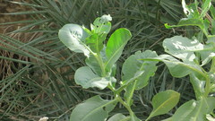 Physorhynchus chamaerapistrum