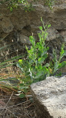 Physorhynchus chamaerapistrum