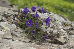 Campanula saxifraga