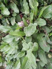 Rumex nepalensis