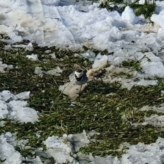 Motacilla alba